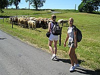 Obyvatelky místních pastvin si se zájmem prohlížejí účastnice pochodu. (jš)